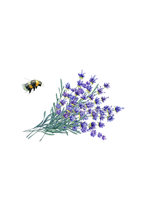 Laundry Detergent | Lavender