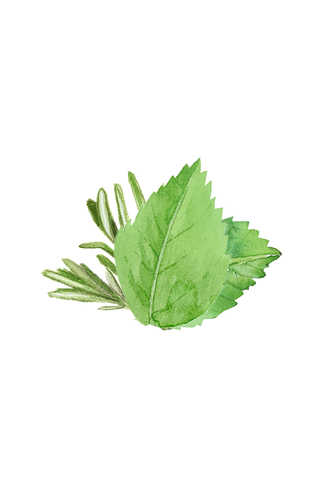 Soothing Shampoo | Rosemary & Mint